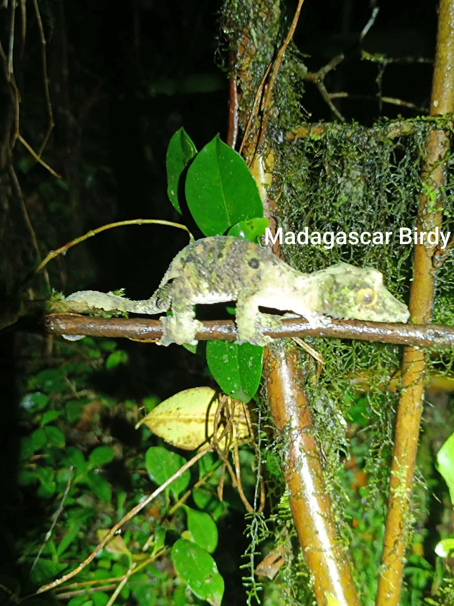 Leaf Tailed Gecko - Madagascar endemic reptile